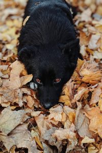 acheter un Schipperke