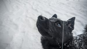 schipperke à vendre