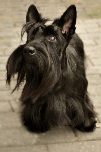acheter un scottish terrier