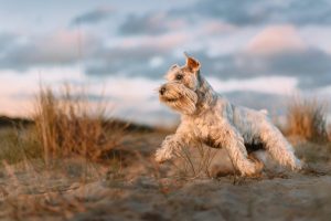 scottish terrier à vendre