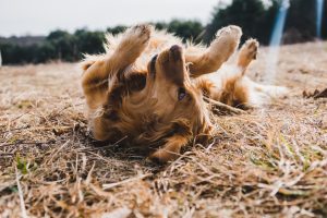 acheter un chiot
