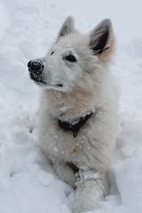 acheter berger blanc suisse