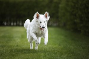 berger blanc suisse à vendre