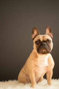 acheter bouledogue français