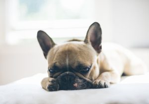 bouledogue français à vendre