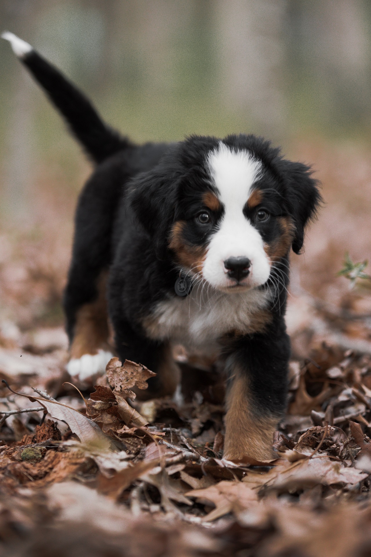 Chiots Bouvier Bernois male LOF (3383) 