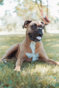 acheter boxer