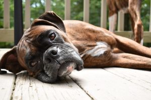 boxer à vendre