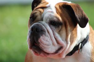 Bulldog Anglais à vendre