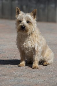 acheter cairn terrier