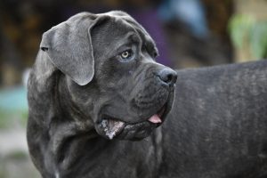 cane corso à vendre