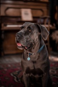 acheter cane corso