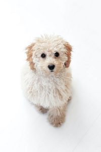 acheter caniche