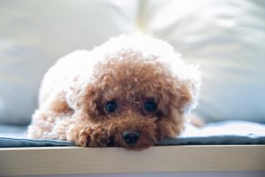 caniche à vendre