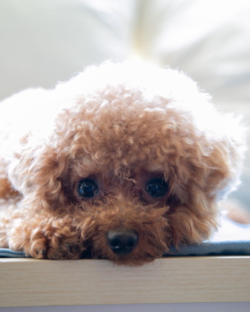 caniche à vendre