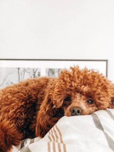 caniche à vendre