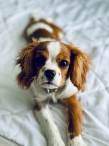 cavalier king charles à vendre