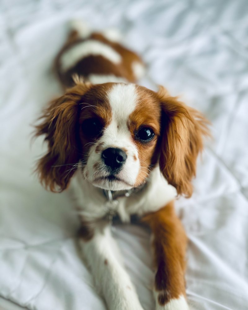 cavalier king charles à vendre