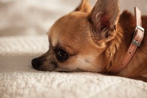 chihuahua à vendre