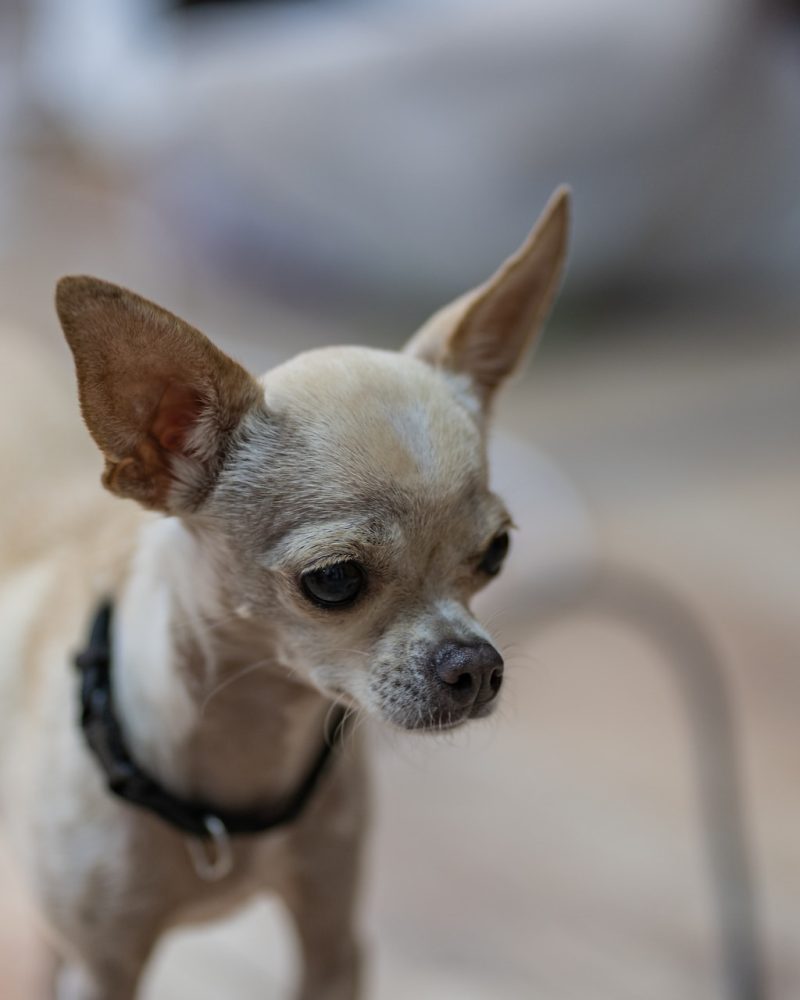 Chihuahua (7274)