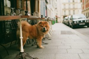 Chow Chow à vendre