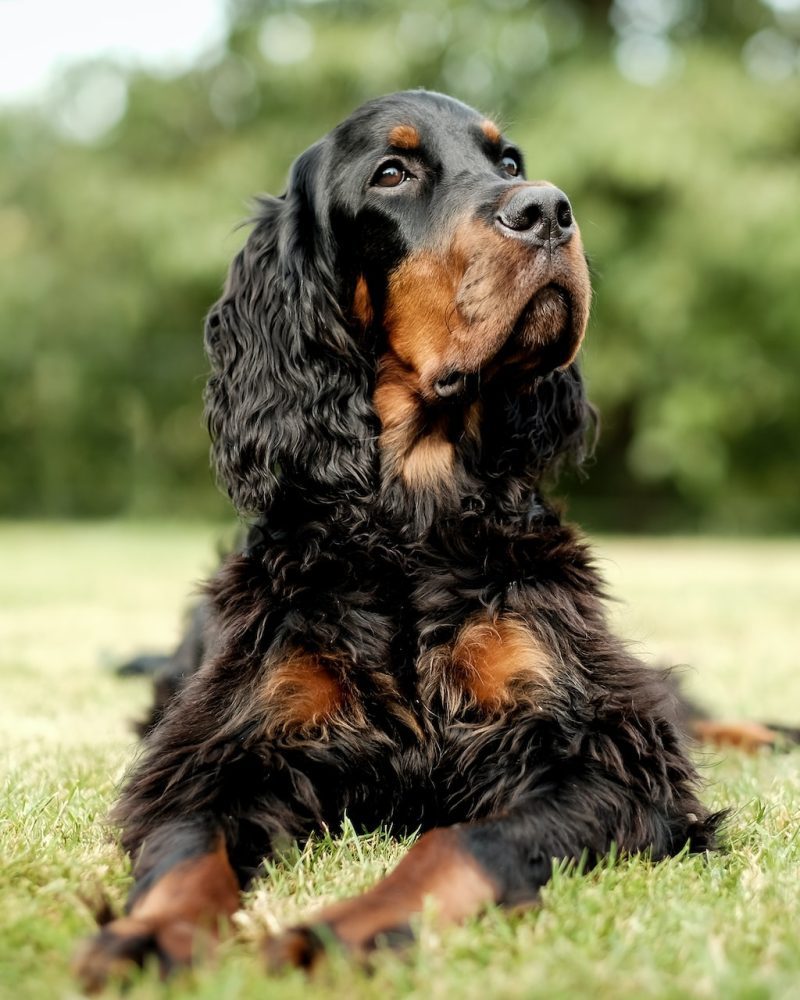 Cocker anglais (7233)