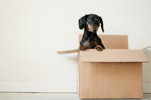 chiots à vendre