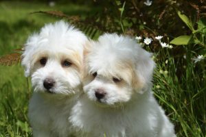 Coton de Tuléar à vendre