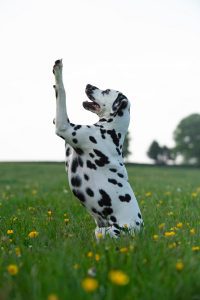 acheter dalmatien