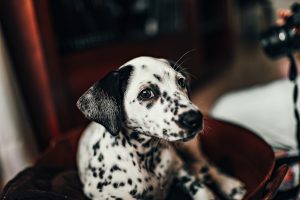 Dalmatien à vendre