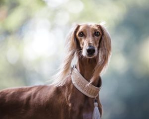 éleveurs chiens de race