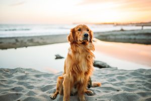 golden retriever à vendre