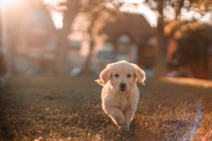 golden retriever à vendre