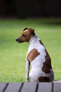 acheter un Jack Russell