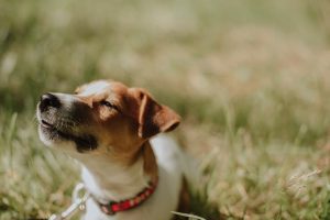jack russel à vendre
