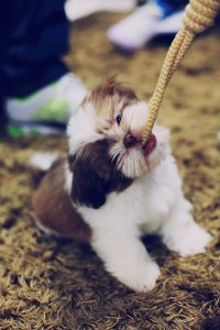 Lhassa Apso à vendre