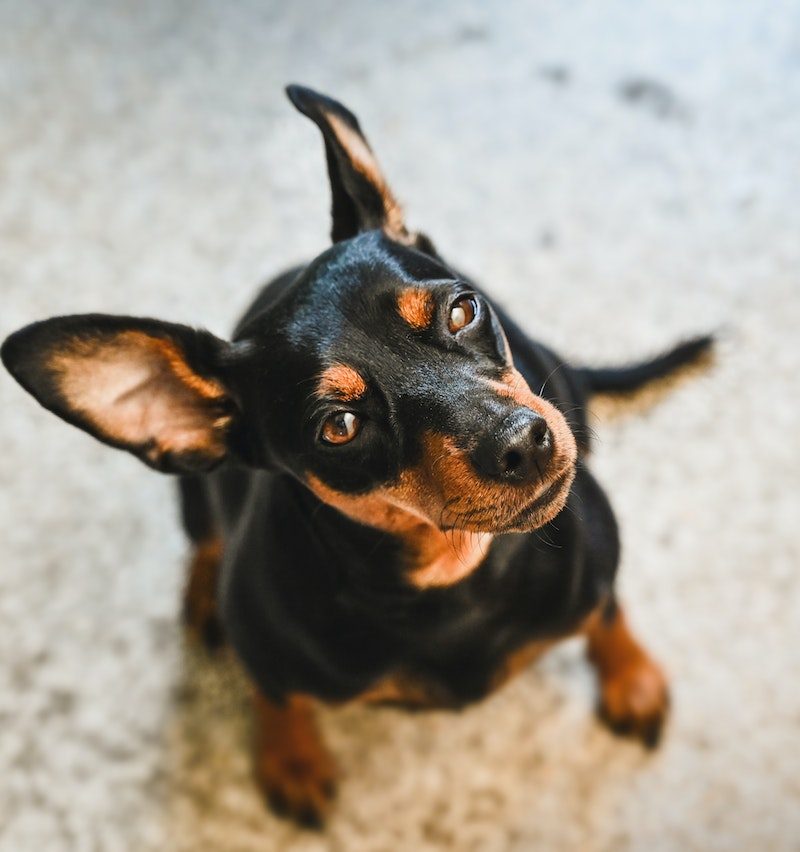 Pinscher à vendre