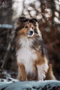 acheter shetland