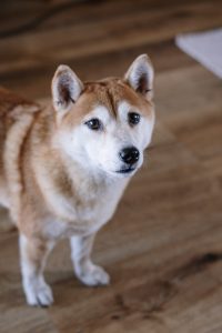 acheter shiba inu