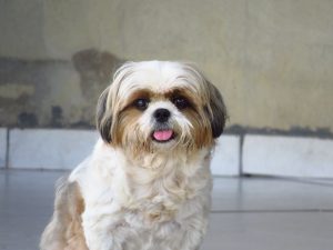Shih Tzu à vendre