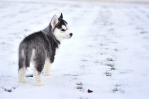 husky à vendre
