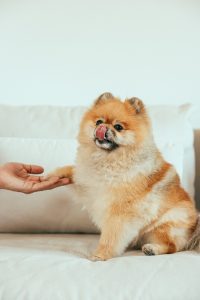 spitz à vendre