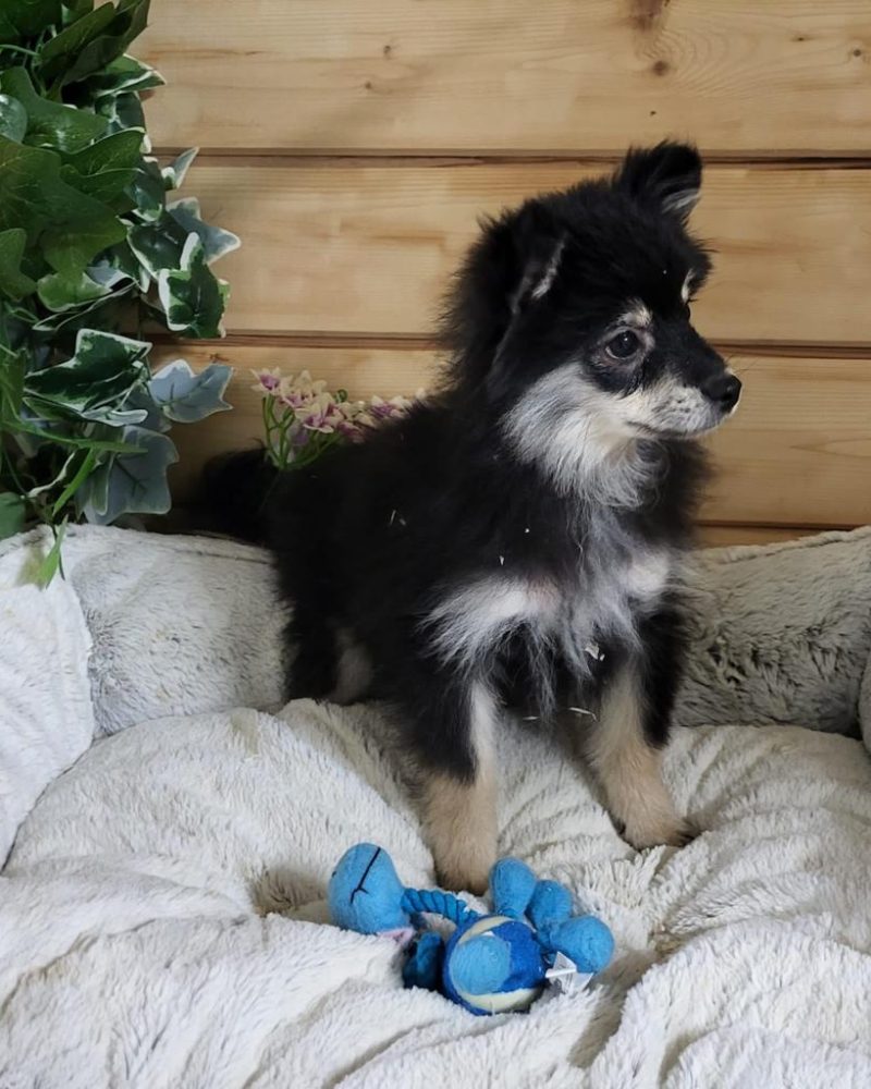 Spitz Noir et Merle