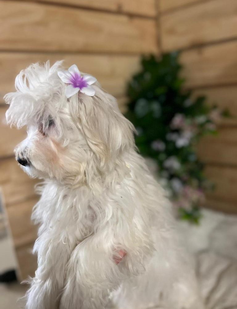 BICHON MALTAIS FEMELLE NON LOF NEE LE 15.08.2023 (4280)