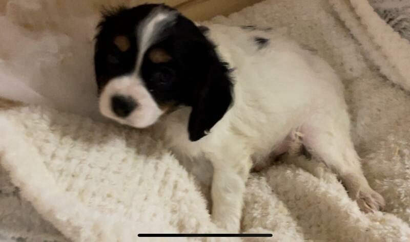Cavalier King Charles (7035)
