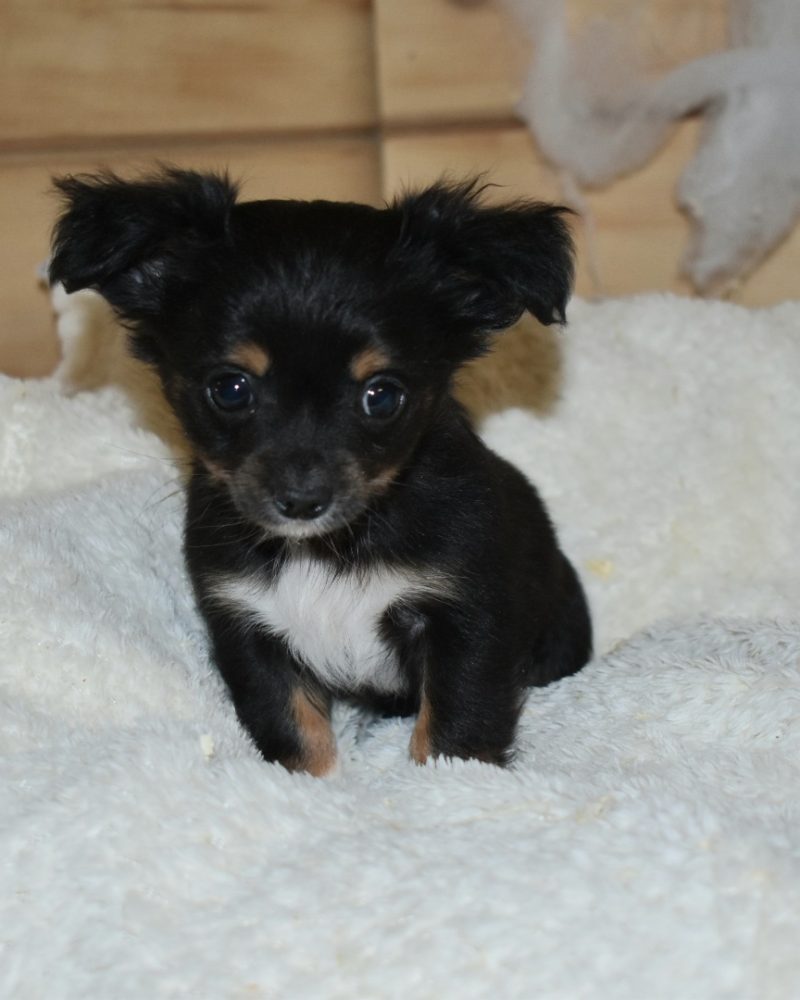 CHIHUA X PINSCHER/NON.LOF/M/21.03.2024 NF (10383)