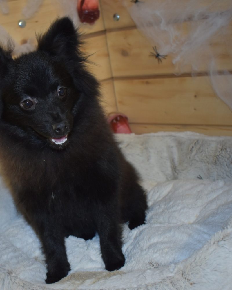 SPITZ FEMELLE NON LOF 28.04.2023 (3919)
