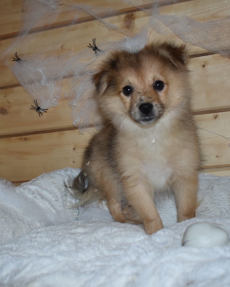 SPITZ MALE NON LOF 07.06.2023 (3678)