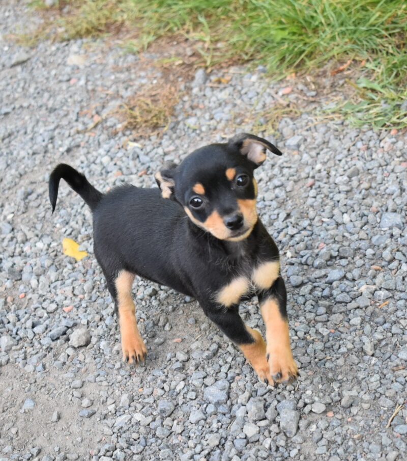 Pinscher croisé (7021)
