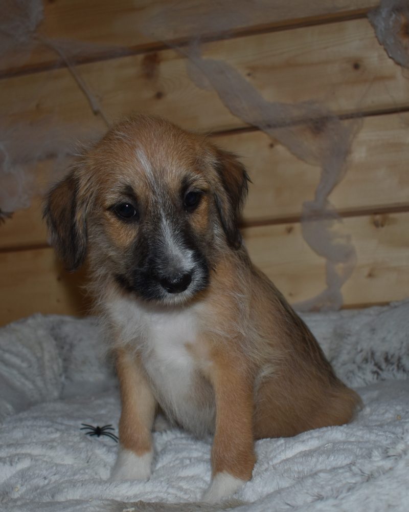 MALINOIS CROISE BORDERE COLLIE MALE 11.07.2023 (3670)